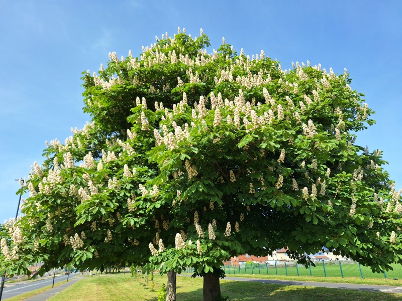 Year round Nigel Slater discussion thread Part 2