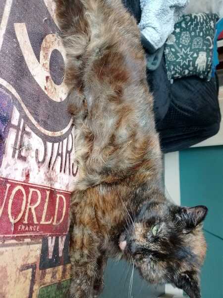 Hymns in Minor Keys & the Russian Easter Overture - the Excellent Cats ignore Culture.....