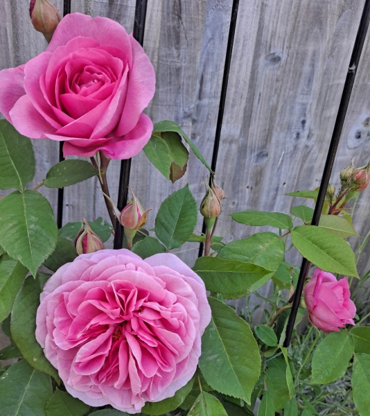 What have you done in the garden today? Part 6