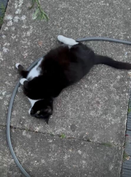I think this cat is pregnant. What do I do?