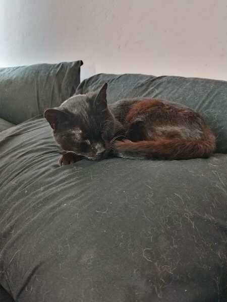 Roond and roond and up and doon - the Excellent Cats roam aboot