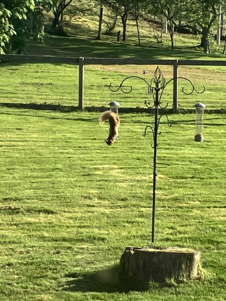 The Bluestocking Women's Pub, where brains can exist in a single state