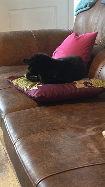 The Bluestocking Women's Pub, where brains can exist in a single state