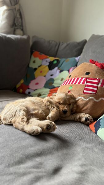 What to do with Puppy at night time