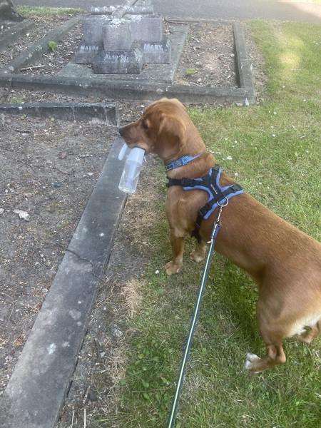 Adolescent Dog Survival Thread - for teenage dirtbags