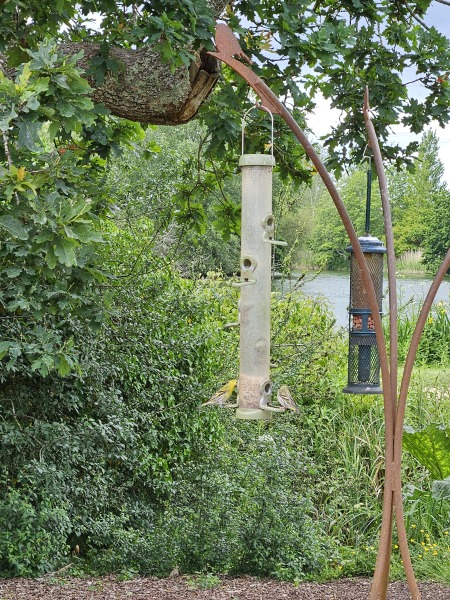 Merlin App Appreciation plus General Birding Chat