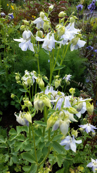The Bluestocking Women's Pub, where brains can exist in a single state
