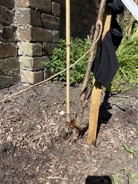Cherry Tree - alive?