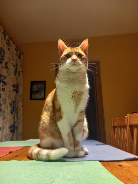 CATS!