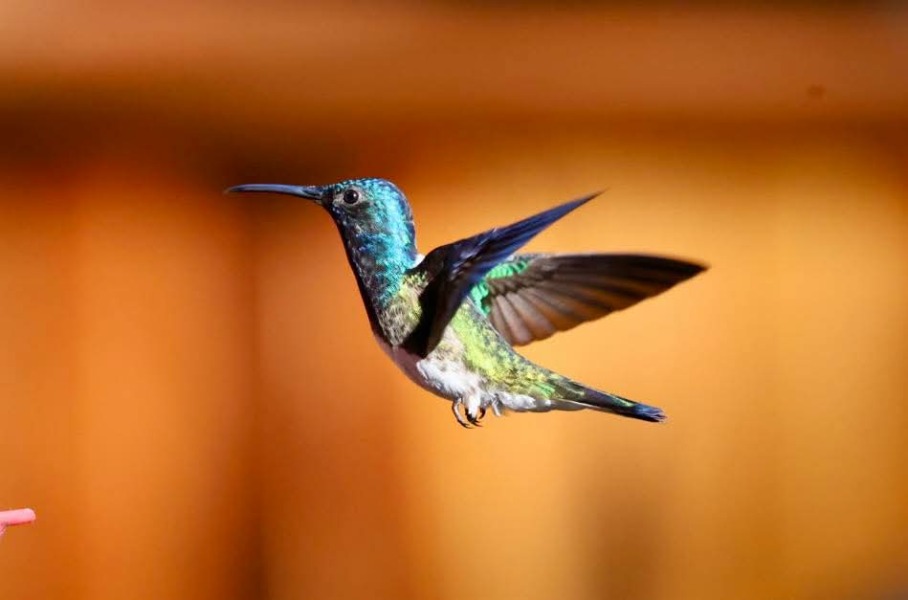 Thread 23 Starmer - Reflux Remedy