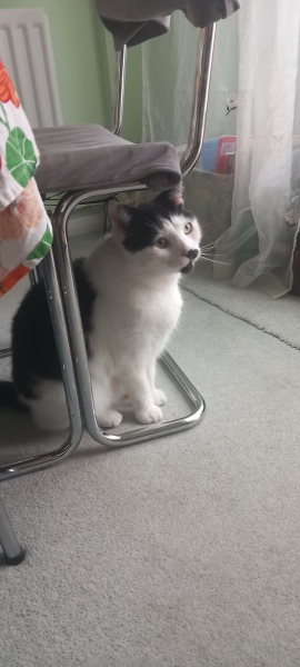 Roond and roond and up and doon - the Excellent Cats roam aboot