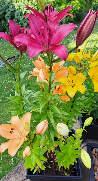 Container pots