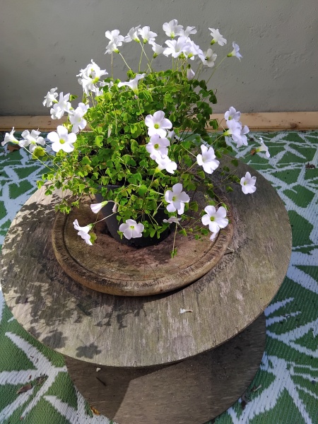 Please help with plant identification