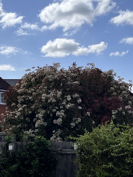 Garden eyesore.. photo attached (when it uploads)