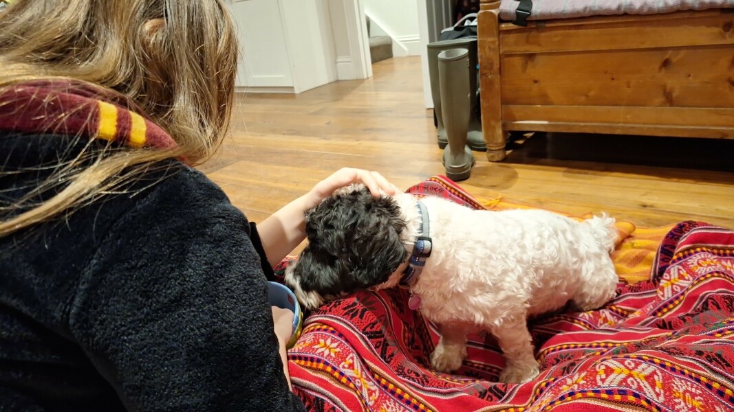 Dog growls at daughter when she tries to let him out of his cage