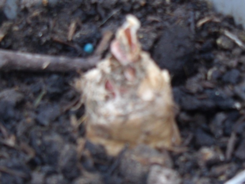 Why won't my Nerines grow?
