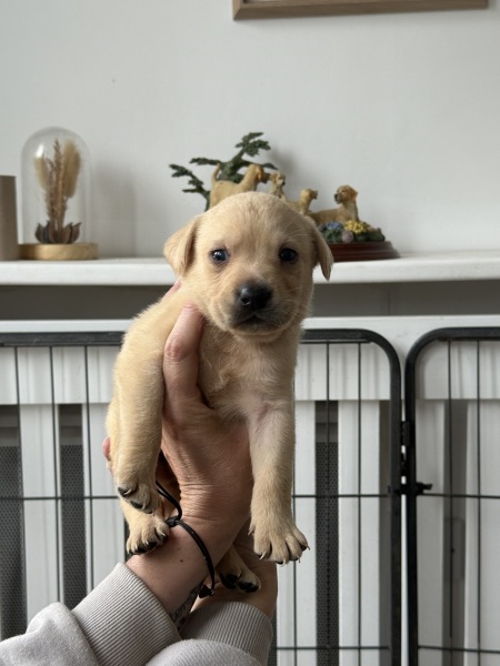 Bringing new Labrador puppy home - first time dog owner
