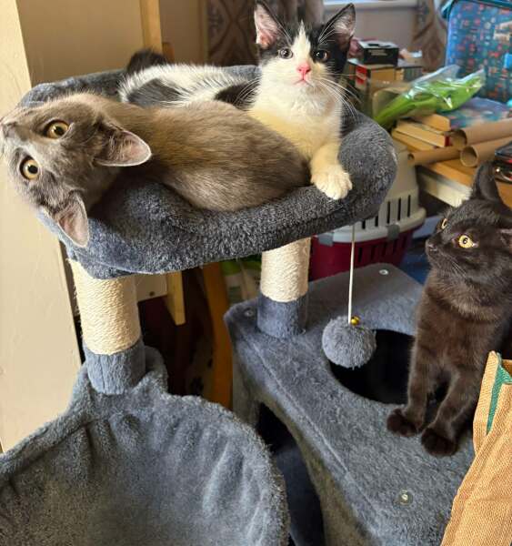 Roond and roond and up and doon - the Excellent Cats roam aboot