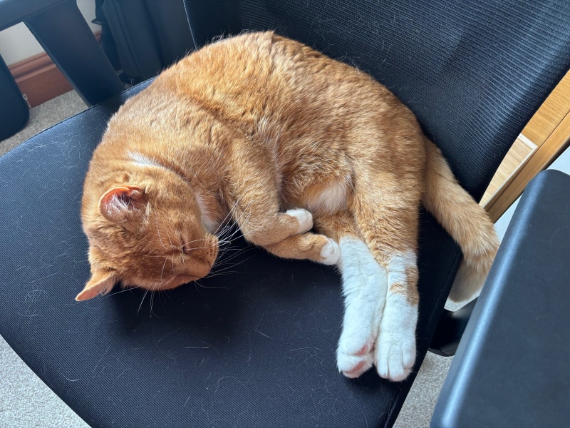 How exhausted are your cats today?