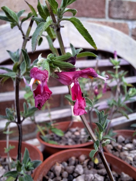 The Year Round Nigel Slater Discussion thread