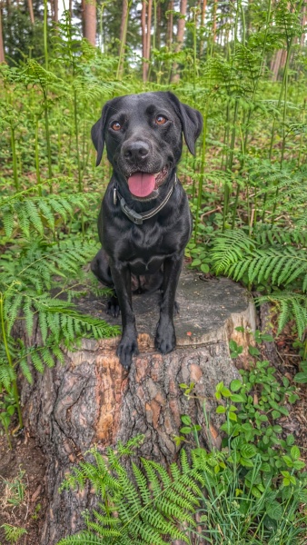 Adolescent Dog Survival Thread - for teenage dirtbags