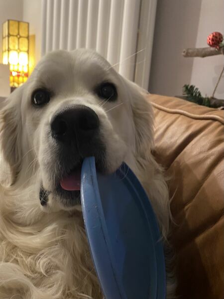 Shameless puppy pic post - please admire my gorgeous boy