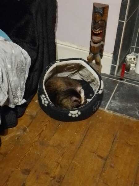 Roond and roond and up and doon - the Excellent Cats roam aboot