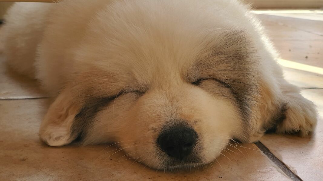 Adolescent Dog Survival Thread - for teenage dirtbags