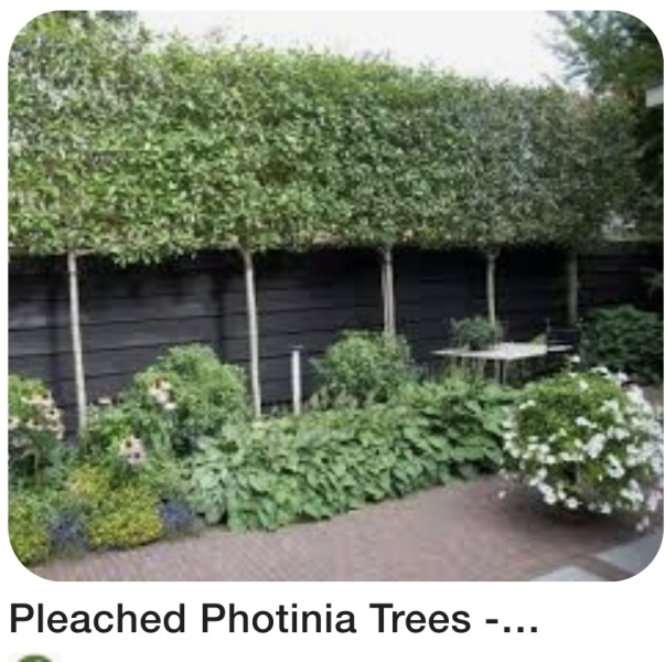 Garden eyesore.. photo attached (when it uploads)