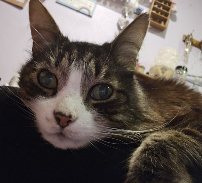 Had my beautiful cat PTS
