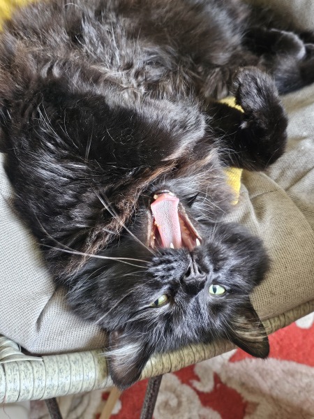 Hymns in Minor Keys & the Russian Easter Overture - the Excellent Cats ignore Culture.....