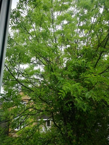 Potential tree damage from a neighbouring property owned by a company in administration. Scotland.