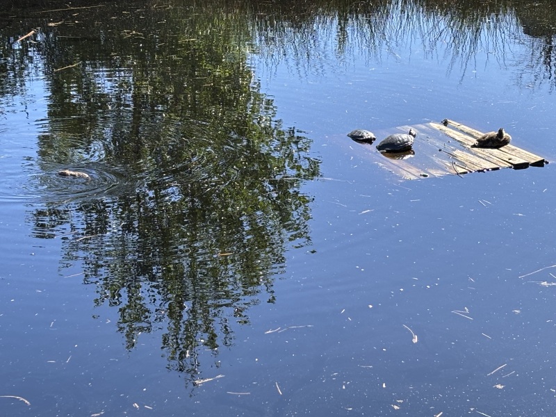 Come and tell us your dull and unexciting news 33: Calmly through the day