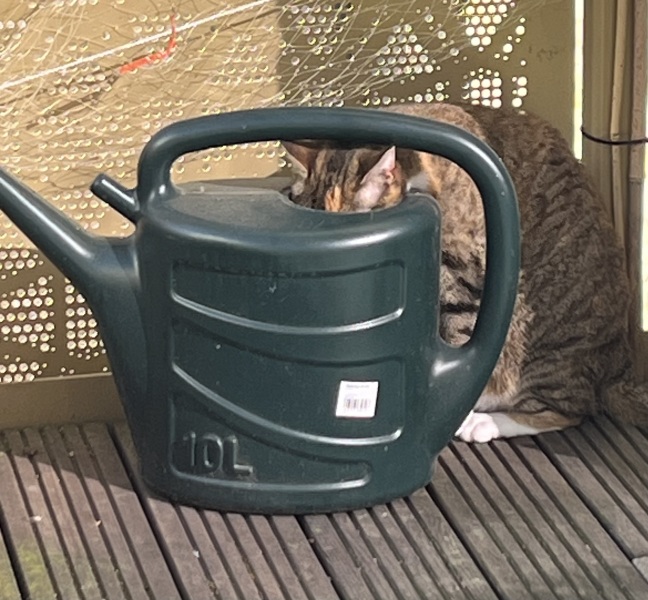 Roond and roond and up and doon - the Excellent Cats roam aboot