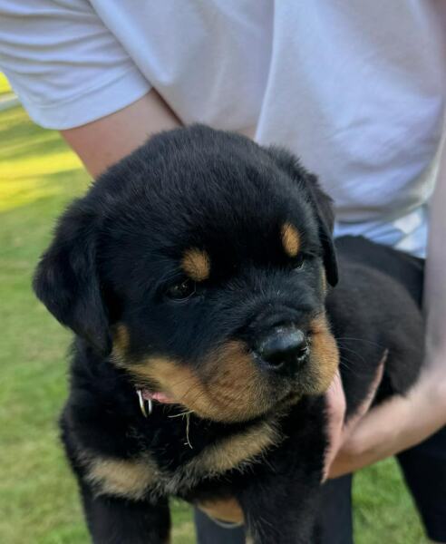 When to get a new dog?