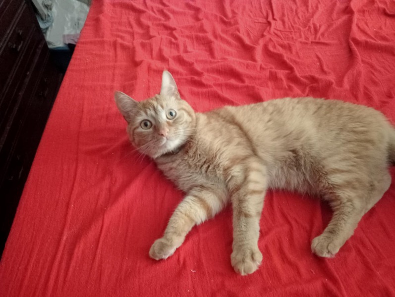 I have lost my cat inside the house