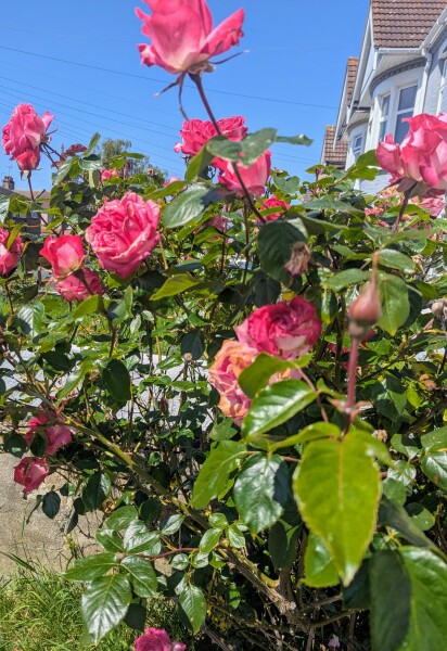 Which rose has bloomed first in your garden?