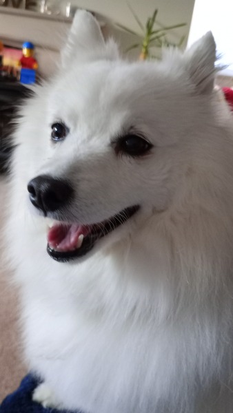 Shameless puppy pic post - please admire my gorgeous boy