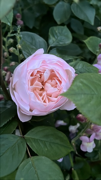 Which rose has bloomed first in your garden?