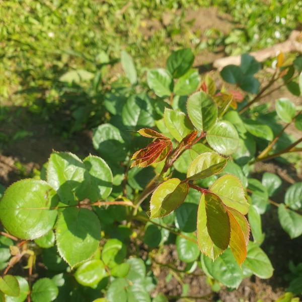 One rose has two buds and the other has more than 20!