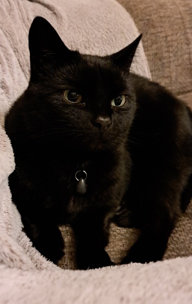 The Bluestocking Women's Pub, where brains can exist in a single state