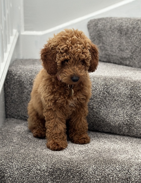 Shameless puppy pic post - please admire my gorgeous boy