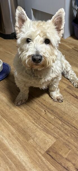 Keep me company please while my dog is in surgery