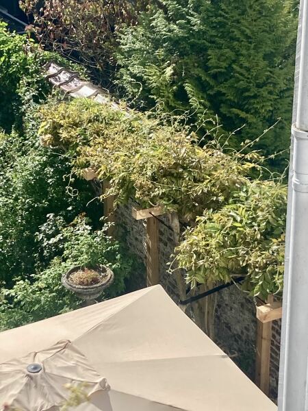 How much to prune this wisteria?