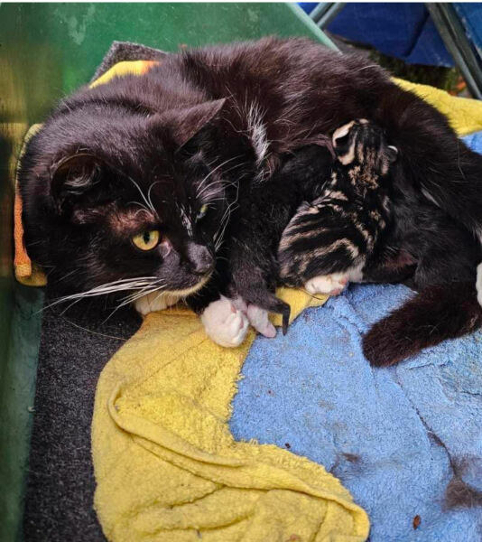 I think this cat is pregnant. What do I do?