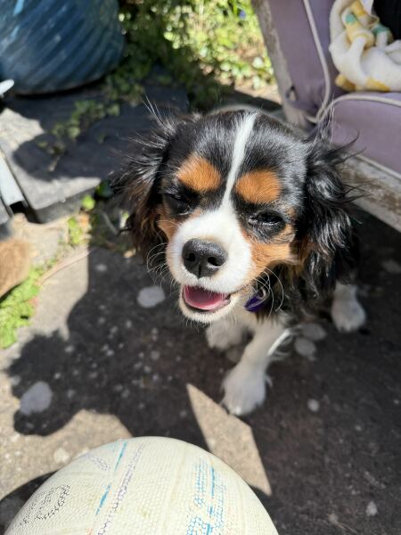 Shameless puppy pic post - please admire my gorgeous boy