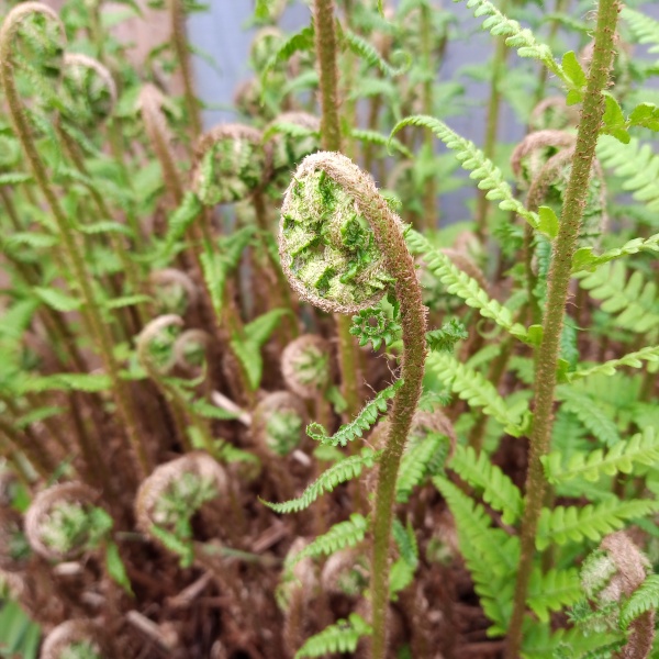 Thread 23 Starmer - Reflux Remedy