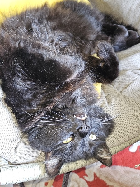 Roond and roond and up and doon - the Excellent Cats roam aboot