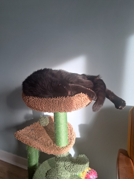 How exhausted are your cats today?