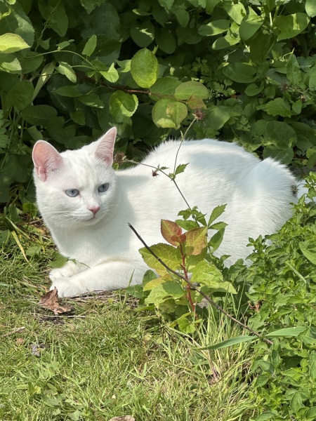 Roond and roond and up and doon - the Excellent Cats roam aboot